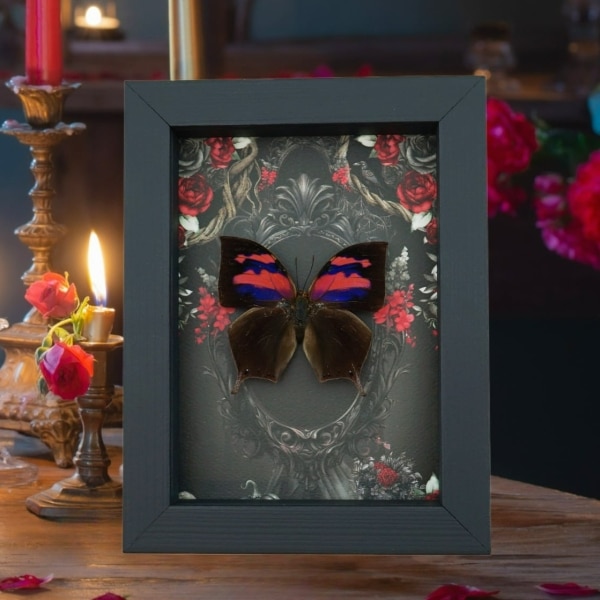 Pink Purple Butterfly Gothic Black Roses Real Anaea nessus Pink Framed Butterfly