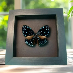 Starry Night Butterfly Hamadryas laodamia Framed Taxidermy Moonlight Display