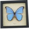 Unique Mother's Day Gift Morpho godarti Framed Butterfly