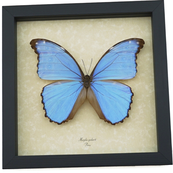 Unique Mother's Day Gift Morpho godarti Framed Butterfly