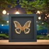 North American Moths Antheraea polyphemus to the Virgin Tiger Moth Apantesis virgo