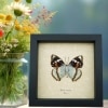Apatura Mimathyma schrenckii Framed Aqua Blue Butterfly Taxidermy Display