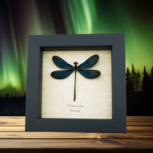 Real framed Damselfly Aurora Borealis Glittery Electric Green Taxidermy Display