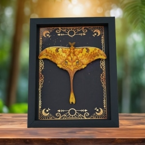 Real Indonesian Moon Moth Gothic Night Sky Stars Actias groenendaeli Framed Taxidermy Display