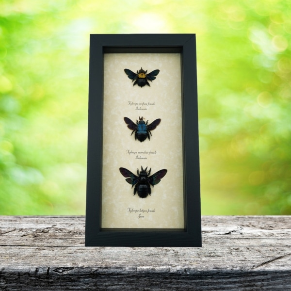 Blue Gold Rainbow Carpenter Bee Collection Xylocopa caerulea confusa latipes Female Framed Taxidermy