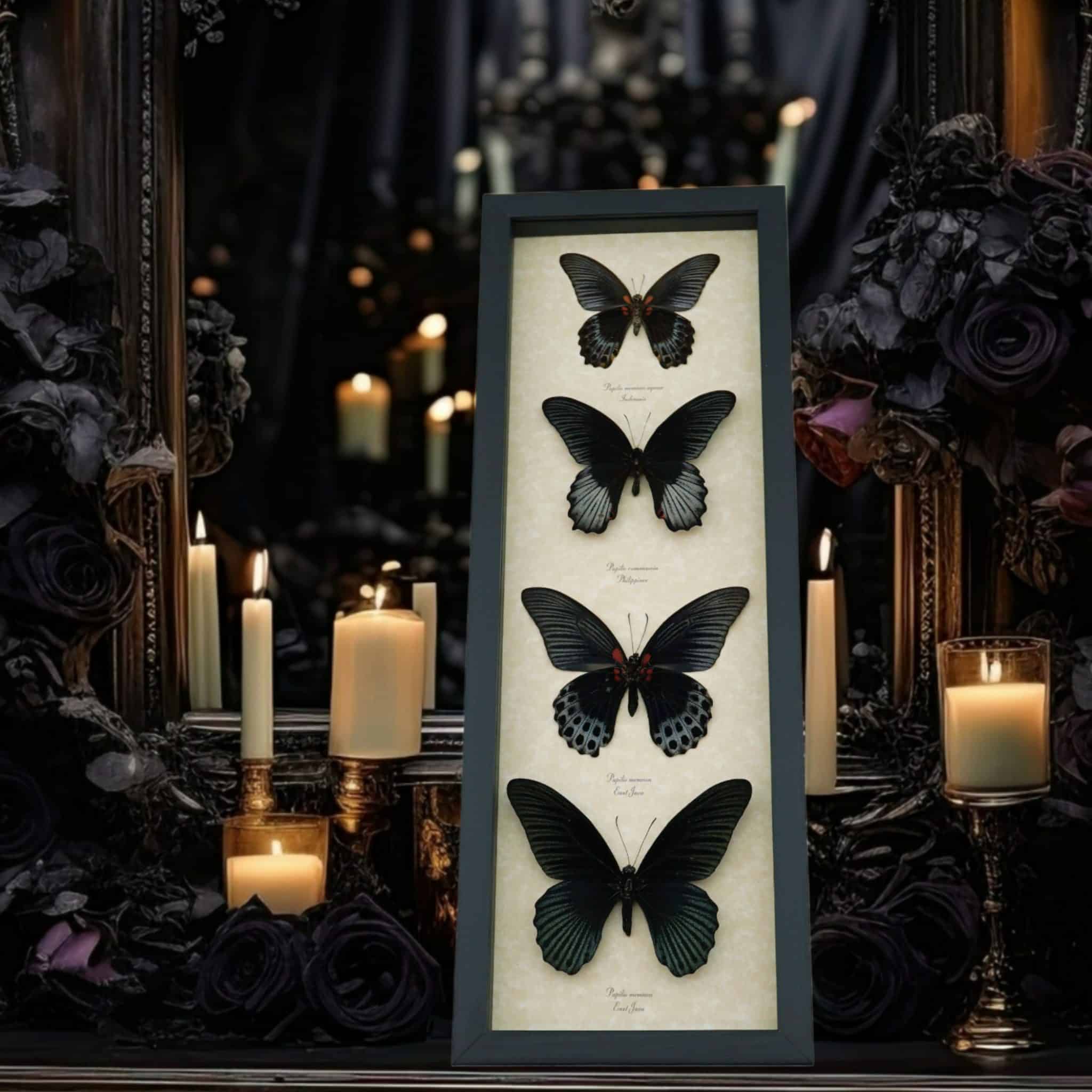 Black Papilio Gothic Butterfly Collection Real Framed Butterflies Taxidermy art