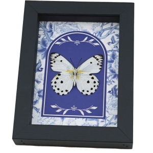 Calypso White Butterfly Blue Chintz Belenois calypso Verso Framed Taxidermy Display