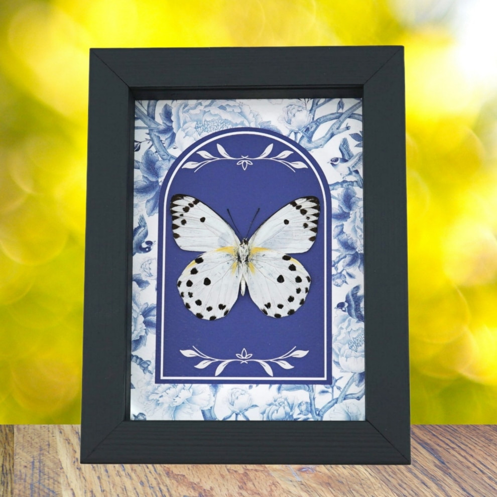 Calypso White Butterfly Blue Chintz Belenois calypso Verso Framed Taxidermy Display Calypso White Butterfly Blue Chintz Belenois calypso Verso Framed Taxidermy Display