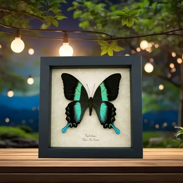 Papilio blumei best sellers butterflies and insects displays from all styles, types and themes