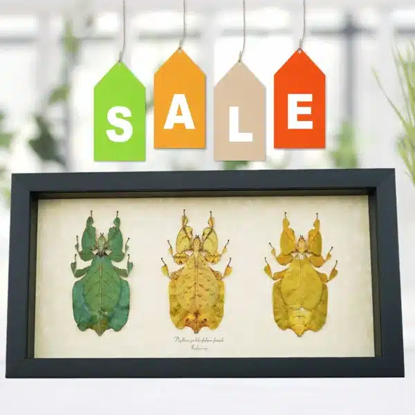 Sale Items! Butterfly and Insect Displays offered at a sale prices!