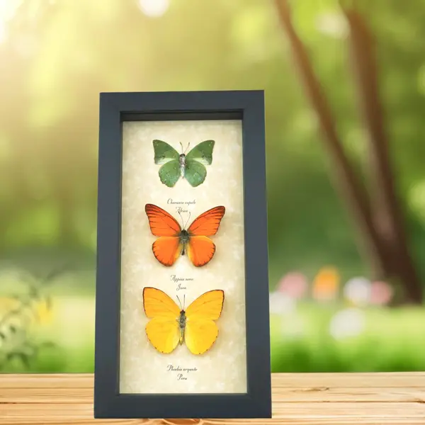 Sorted by Specimen Color Featuring Butterflies and Insects in a Rainbow Of Colors