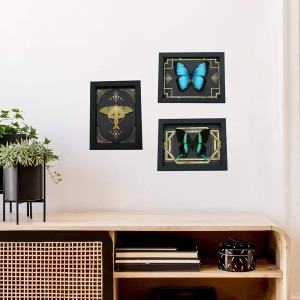 6.5 inch x 8.5 inch Framed Insect Displays