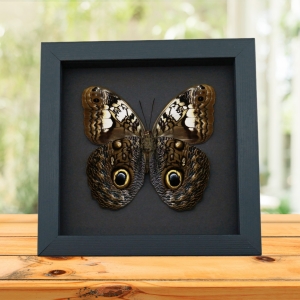 Caligo martia verso Rare Owl Mimic Butterfly Feather Markings Framed Taxidermy Moonlight Display