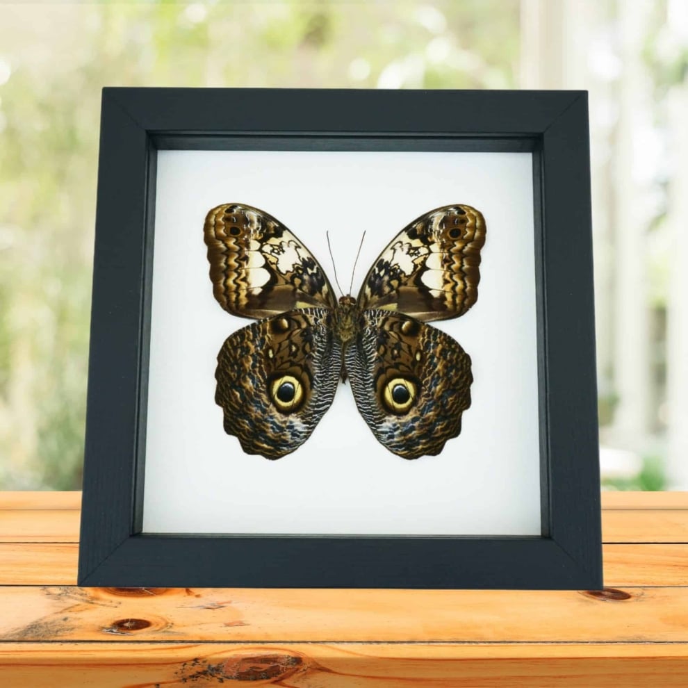 Caligo martia verso Rare Owl Mimic Butterfly Feather Markings Framed Taxidermy Classic Black Display Caligo martia verso Rare Owl Mimic Butterfly Feather Markings Framed Taxidermy Classic Black Display