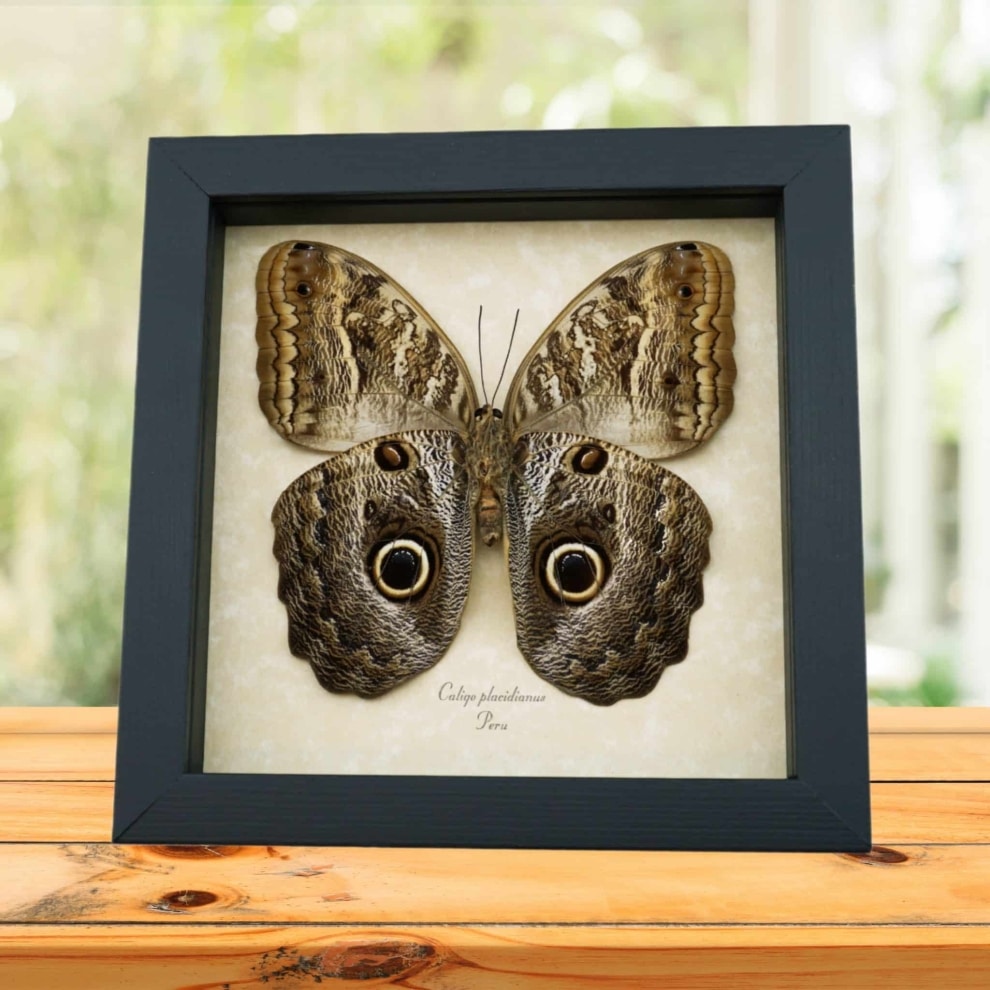 Framed Owl Mimic Butterfly Caligo placidianus Framed Taxidermy Display