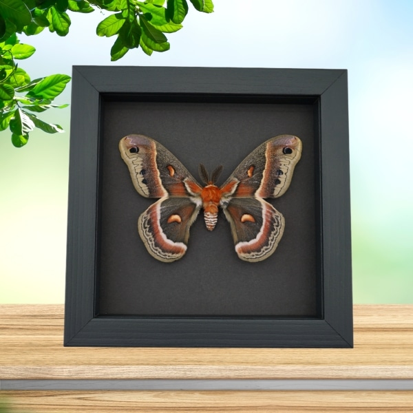 Hyalophora cecropia Moth male Framed Insect Taxidermy Moonlight Display