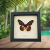 Cethosia myrina sarnada Butterfly Purple Fuchsia Framed Taxidermy Display