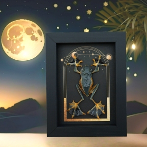 Real Flying Parachute Tree Frog Celestial Sun Moon Stars Rhacophorus reinwardtii Framed Taxidermy