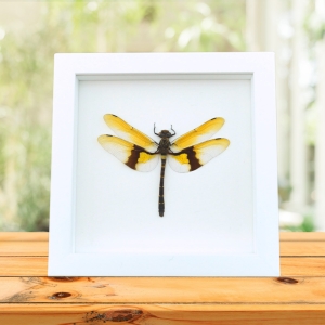 Rare Golden Dragonfly Chlorogomphus magnificus 4 inch Wingspan Framed Taxidermy Vibrant White Display