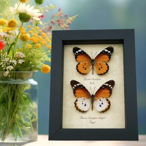 Tan Butterflies Insects