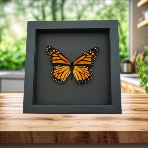 Framed Monarch Butterfly Danaus plexippus Female Taxidermy Moonlight Display