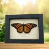 Danaus plexippus Female Resting Monarch Butterfly Framed Taxidermy Display