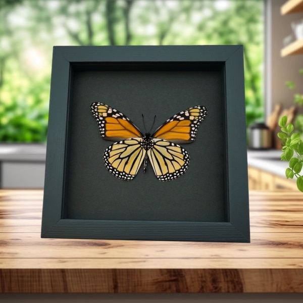 Framed Monarch Butterfly Danaus Plexippus male verso Taxidermy Moonlight Display