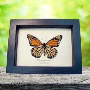 Danaus plexippus Verso Framed North American Monarch Butterfly Taxidermy Display