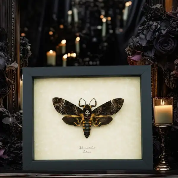 Death’s Head Moths from the smaller Acherontia styx to the largest creepiest death head moth the Acherontia lachesis