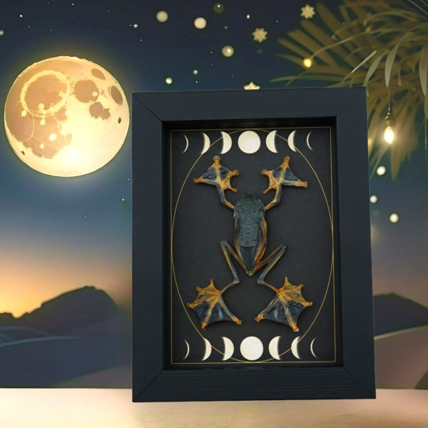 Real Flying Parachute Tree Frog Moon Phases Rhacophorus reinwardtii Framed Taxidermy