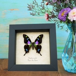 Graphium weiskei Framed Butterfly Real Purple Spotted Swallowtail Taxidermy Display