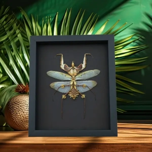 Framed Insects