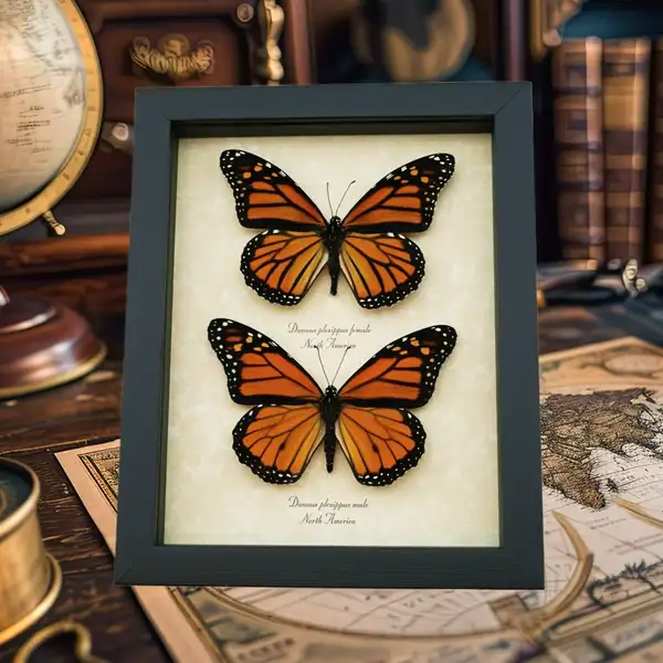 Framed taxidermy displays with aged old world parchment backgrounds. The scientific name and county of origin is printed in a fine Victorian Script under each specimen.