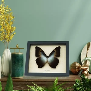 8 inch x 9.5 inch Framed Insect Displays