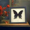 Black Butterfly Papilio Ascalaphus Giant Swallowtail Framed Taxidermy Display