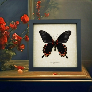 Papilio deiphobus Verso Butterfly Giant Black Red Swallowtail Framed Taxidermy Display