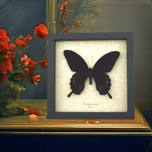 Papilio deiphobus Black Giant Swallowtail Butterfly Framed Taxidermy