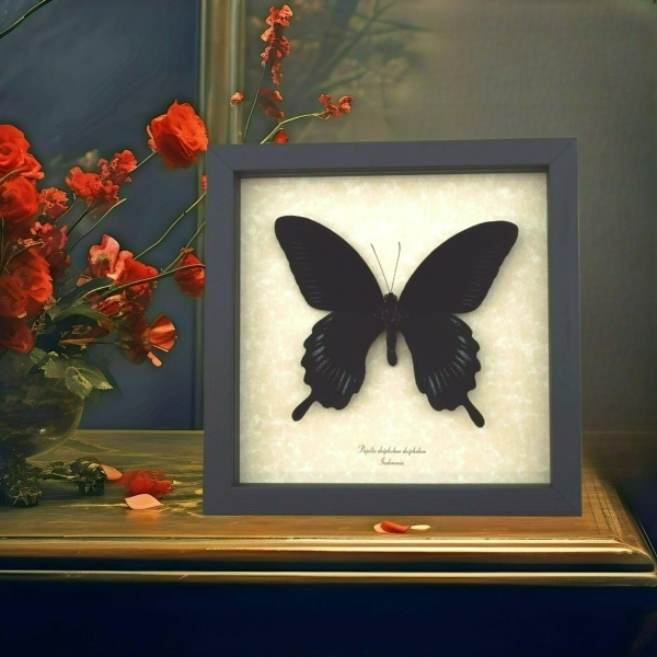 Papilio deiphobus Black Giant Swallowtail Butterfly Framed Taxidermy