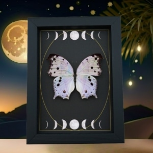 Mother Of Pearl Butterfly Phases of The Moon Salamis parhassus Framed Taxidermy