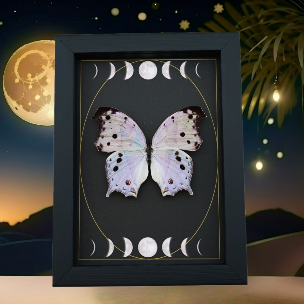 Mother Of Pearl Butterfly Phases of The Moon Salamis parhassus Framed Taxidermy