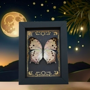 Real Mother Of Pearl Butterfly Gothic Night Sky Stars Salamis parhassus Framed Taxidermy Display