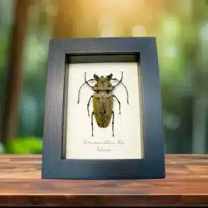 Assorted Framed Beetles