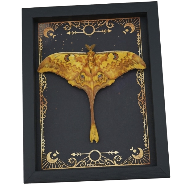 Real Indonesian Moon Moth Gothic Night Sky Stars Actias groenendaeli Framed Taxidermy Display