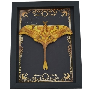 Real Indonesian Moon Moth Gothic Night Sky Stars Actias groenendaeli Framed Taxidermy Display