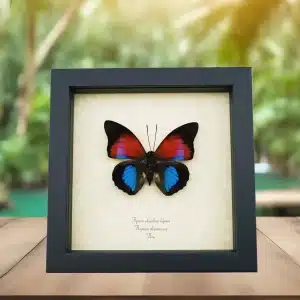 South American Butterflies
