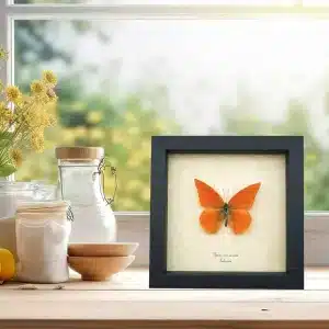Orange Butterflies Insects