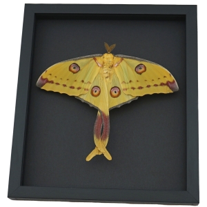 Giant Comet Moth Argema mittrei Female Twisted Tails Framed Taxidermy Moonlight Display