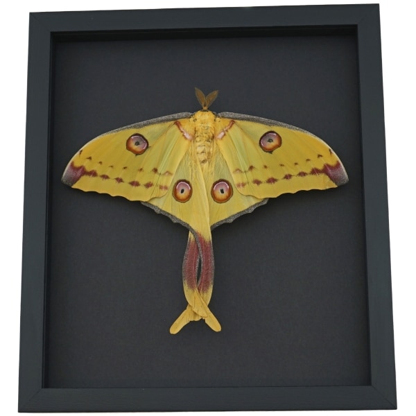 Giant Comet Moth Argema mittrei Female Twisted Tails Framed Taxidermy Moonlight Display