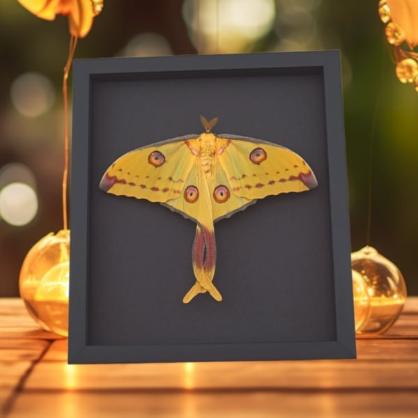 Giant Comet Moth Argema mittrei Female Twisted Tails Framed Taxidermy Moonlight Display