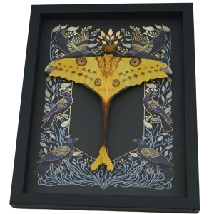 Real Comet Moth Gothic Ravens Argema mittrei Resting Framed Taxidermy Display